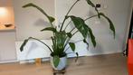 Strelitzia met mooie pot, Ophalen, Halfschaduw, 150 tot 200 cm