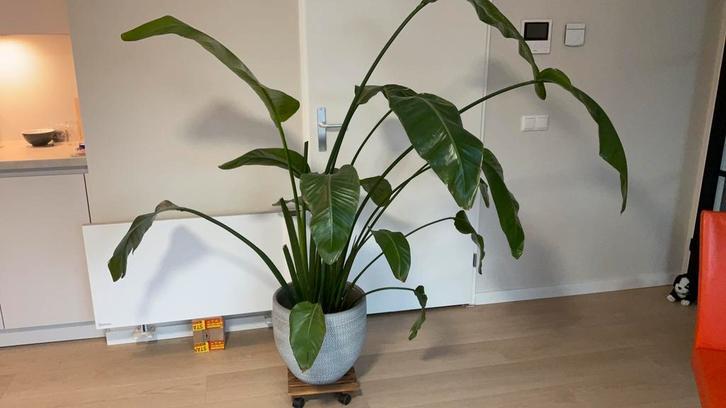Strelitzia met mooie pot, Huis en Inrichting, Kamerplanten, 150 tot 200 cm, Halfschaduw, Ophalen
