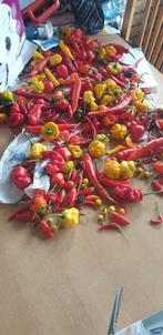 PEPERS, Ophalen of Verzenden, Volle zon