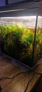 Aquarium planten, Dieren en Toebehoren, Ophalen, Plant(en), Steen of Hout