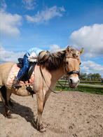 Lieve Eerlijke fjorden merrie 14 jaar, Dieren en Toebehoren, Merrie, Minder dan 160 cm, 11 jaar of ouder, Recreatiepaard