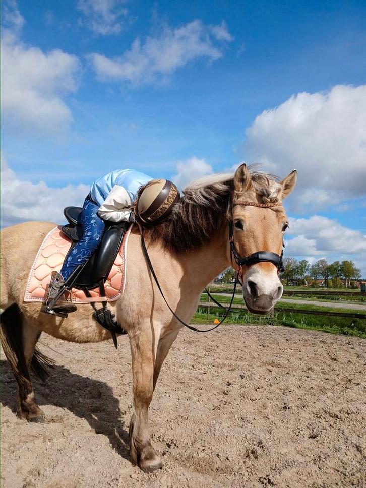 Lieve Eerlijke fjorden merrie 14 jaar, Dieren en Toebehoren, Paarden, Merrie, Minder dan 160 cm, 11 jaar of ouder, Recreatiepaard
