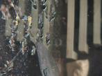 L181 peppermint pleco, Dieren en Toebehoren, Vis, Zoetwatervis