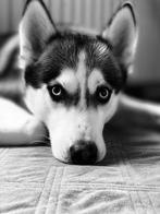 Ice – op zoek naar zijn gouden thuis, Dieren en Toebehoren, België, Particulier, Reu, CDV (hondenziekte)