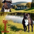Staffordshire bull terrier dekreu, 6 jaar of ouder, Rabiës (hondsdolheid), Reu, Eén hond