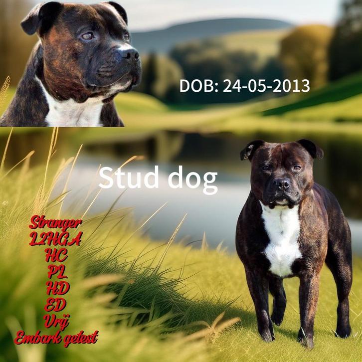Staffordshire bull terrier/ engelse stafford dekreu, Dieren en Toebehoren, Honden | Dekreuen, Reu, Particulier, Eén hond, Nederland