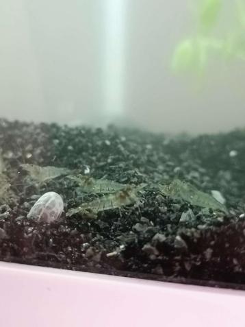 Algenetende garnalen | Opruimers | Aquarium beschikbaar voor biedingen