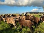 Dekrammen, Dieren en Toebehoren, Mannelijk, Schaap