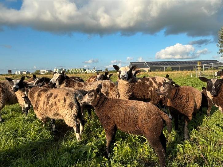 Dekrammen, Dieren en Toebehoren, Schapen, Geiten en Varkens, Schaap, Mannelijk