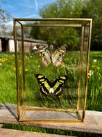 Opgezette vlinders in glazen kistje, Ophalen of Verzenden, Nieuw, Insect, Opgezet dier
