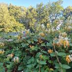 Kamperfoelie stek (Lonicera japonica) - heerlijk geurend!, Tuin en Terras, Ophalen of Verzenden, Overige soorten, Halfschaduw