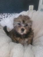 Lapoos kleine /doodles /lhasa x poedel toy, Dieren en Toebehoren, Honden | Chihuahua's en Gezelschapshonden, Parvo, Overige rassen