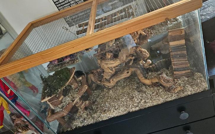 Tzt: gezocht dwerghamster; Campbelli of Russisch, handtam, Dieren en Toebehoren, Knaagdieren, Mannelijk, Hamster, Oktober, Tam