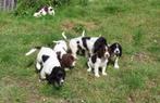 Lieve Engelse springer spaniel puppy's, Rabiës (hondsdolheid), 15 weken tot 1 jaar, Meerdere, Meerdere dieren