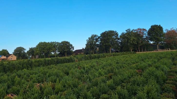 taxus bollen, Tuin en Terras, Planten | Struiken en Hagen, Taxus, Minder dan 100 cm, Ophalen