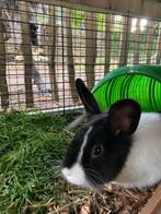 jong konijntje aangeboden, Dieren en Toebehoren, Konijnen, Meerdere dieren