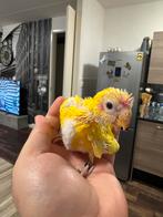 Super tamme baby gele kakariki’s., Dieren en Toebehoren, Vogels | Parkieten en Papegaaien, Geslacht onbekend, Parkiet, Geringd