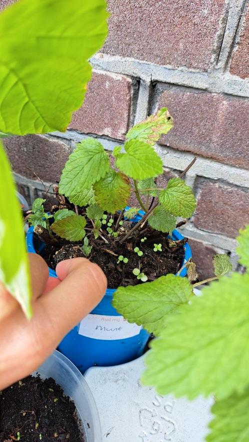 Munt, Tuin en Terras, Planten | Fruitbomen, Overige soorten, Minder dan 100 cm, Zomer, Ophalen