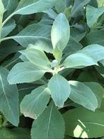 Witte Salie (Salvia apiana), Tuin en Terras, Planten | Tuinplanten, Zomer, Ophalen of Verzenden, Overige soorten, Volle zon