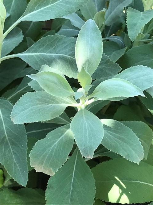 Witte Salie (Salvia apiana), Tuin en Terras, Planten | Tuinplanten, Overige soorten, Volle zon, Zomer, Ophalen of Verzenden