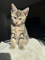 Lieve kitten mag nestje verlaten, Dieren en Toebehoren, Katten en Kittens | Overige Katten, Poes, Kortharig, 0 tot 2 jaar