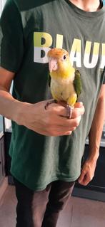 Roestkopcaiques super super lief en super tam., Meerdere dieren, Papegaai, Tam