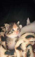 Oppas katten en knaagdieren, Dieren en Toebehoren, Katten en Kittens | Overige Katten, Meerdere dieren
