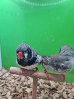 Te koop koppel zebravinken zwartewang van 2024, Dieren en Toebehoren, Vogels | Overige Vogels, Meerdere dieren