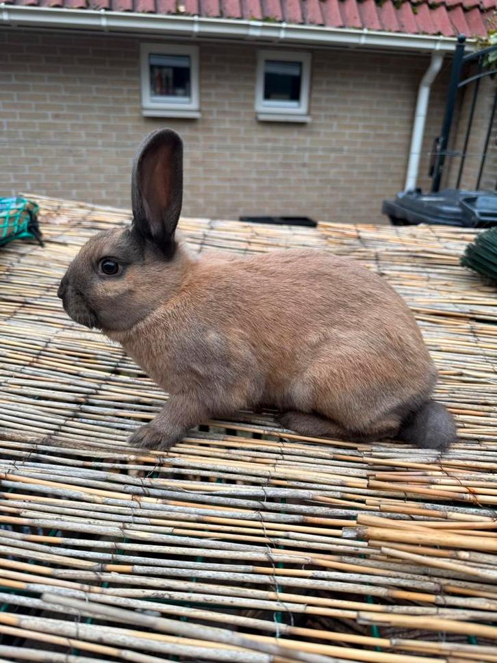 Te koop jonge konijnen, Dieren en Toebehoren, Konijnen, Dwerg, Meerdere dieren, 0 tot 2 jaar