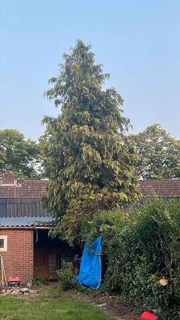 Haard hout beschikbaar voor biedingen