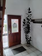 Kamerplant, Ophalen, Halfschaduw, Minder dan 100 cm