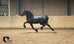 Zeer goed bewegende friese hengst, Dieren en Toebehoren, Paarden, Hengst, 160 tot 165 cm, Dressuurpaard