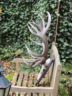 Prachtig Groot Zwaar Edelhert Gewei Jacht Mancave Jacht e10, Verzamelen, Dierenverzamelingen, Ophalen, Gebruikt, Hert, Gewei of Kop