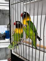 Agapornis personata, Dieren en Toebehoren, Vogels | Parkieten en Papegaaien, Meerdere dieren, Dwergpapegaai of Agapornis