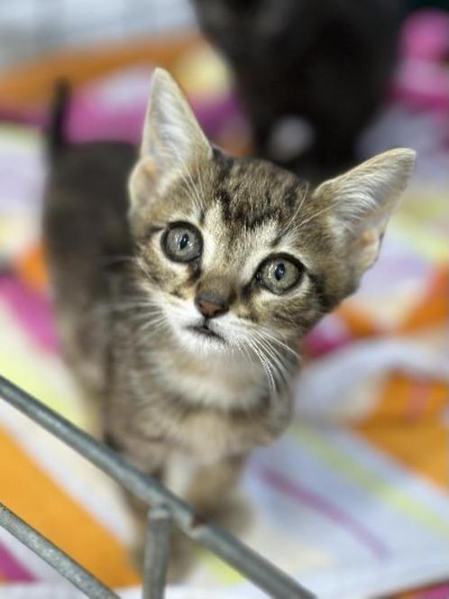 ACE: Sisi is samen met Sasi op zoek naar een goede thuis!, Dieren en Toebehoren, Katten en Kittens | Overige Katten, Kortharig