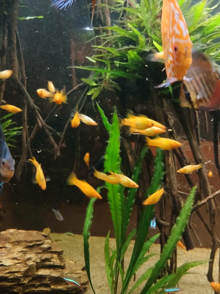 Molly's, Dieren en Toebehoren, Vis, Zoetwatervis, Schoolvis