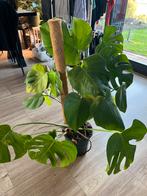 Monstera Deliciosa huisplant, Huis en Inrichting, Kamerplanten, Ophalen, Overige soorten, Halfschaduw, Minder dan 100 cm