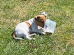 Wij zijn 9weken  en mogen verhuizen, Dieren en Toebehoren, Parvo, Jack Russell Terriër, Reu, 8 tot 15 weken