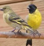 Koppel zwartkopsijzen of losse man, Dieren en Toebehoren, Vogels | Overige Vogels, Meerdere dieren, Geringd