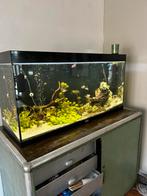 Aquarium Aqualantis 120cm, Dieren en Toebehoren, Vissen | Aquaria en Toebehoren, Ophalen, Gevuld zoetwateraquarium