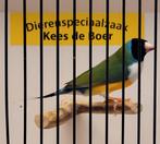 Witborst gould man, Dieren en Toebehoren, Vogels | Overige Vogels, Mannelijk, Geringd