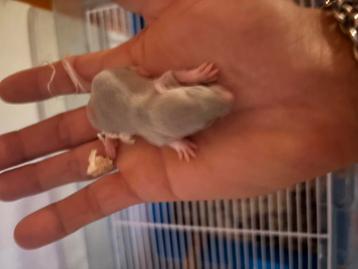 Mooie ras zuiverige Rex ratten beschikbaar voor biedingen