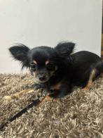 Chihuahua  teefje 1,5 jaar., 1 tot 2 jaar, Teef, Parvo, Eén hond