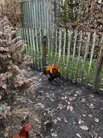 Mooie haan, Dieren en Toebehoren, Mannelijk, Kip