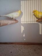 Koppel waterslagers, Dieren en Toebehoren, Vogels | Kanaries, Meerdere dieren, Zangkanarie