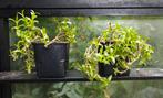 Sceletium tortuosum Kanna plant vetplant, Ophalen, Vetplant, In pot, Minder dan 100 cm