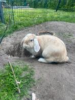 Lief dwerkonijn te koop, Dieren en Toebehoren, Konijnen, Vrouwelijk, Dwerg, Hangoor