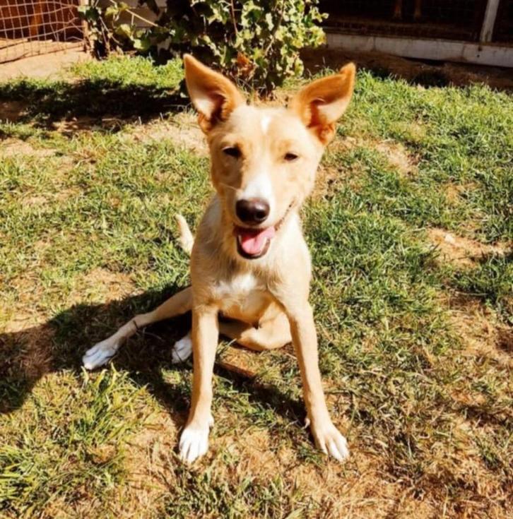 Knappe Cherry zoekt een fijn thuis, Dieren en Toebehoren, Honden | Niet-rashonden, Middel, Teef, Particulier, Eén hond, Buitenland