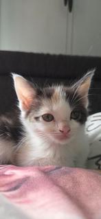 Half maine coontjes, Dieren en Toebehoren, Katten en Kittens | Overige Katten, Meerdere dieren, Kortharig, 0 tot 2 jaar