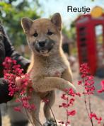 Shiba Inu pups, 8 tot 15 weken, Meerdere, Meerdere dieren, Middel